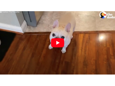 Hilarious French Bulldog Throwing Tantrum Over Dinner - Video 